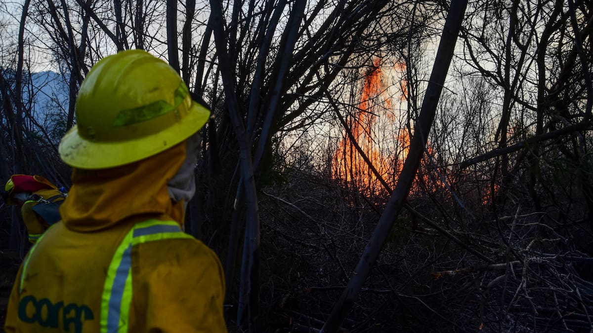 Incendio Forestal en región de Ñuble: declaran Alerta Roja para la comuna de San Carlos