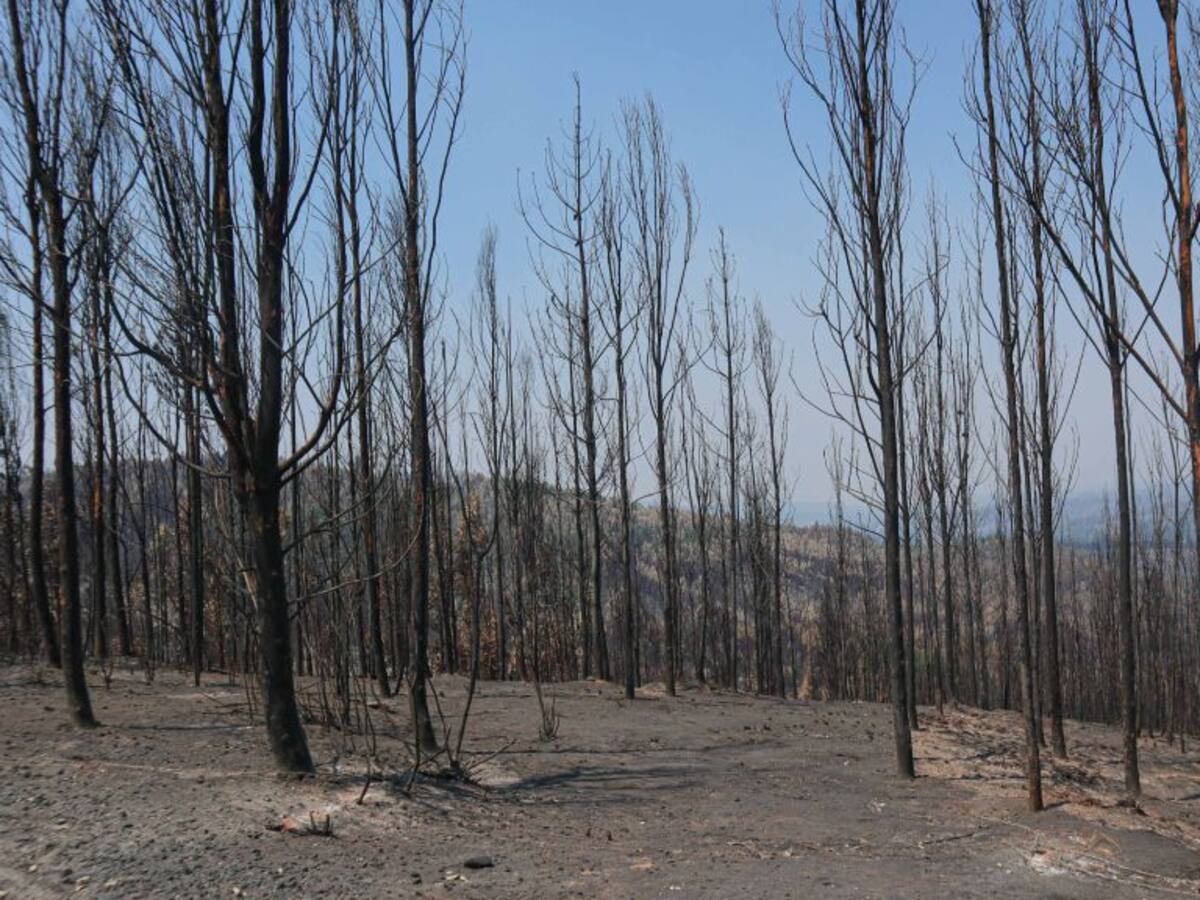 «No estamos viendo la realidad del país»: Alcaldesa de Santa Juana critica negativa del Gobierno a royalty forestal