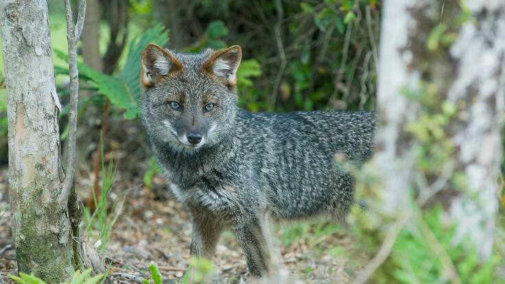 Conoce las 5 especies de animales chilenos en peligro de extinción (y qué podemos hacer frente a la amenaza)