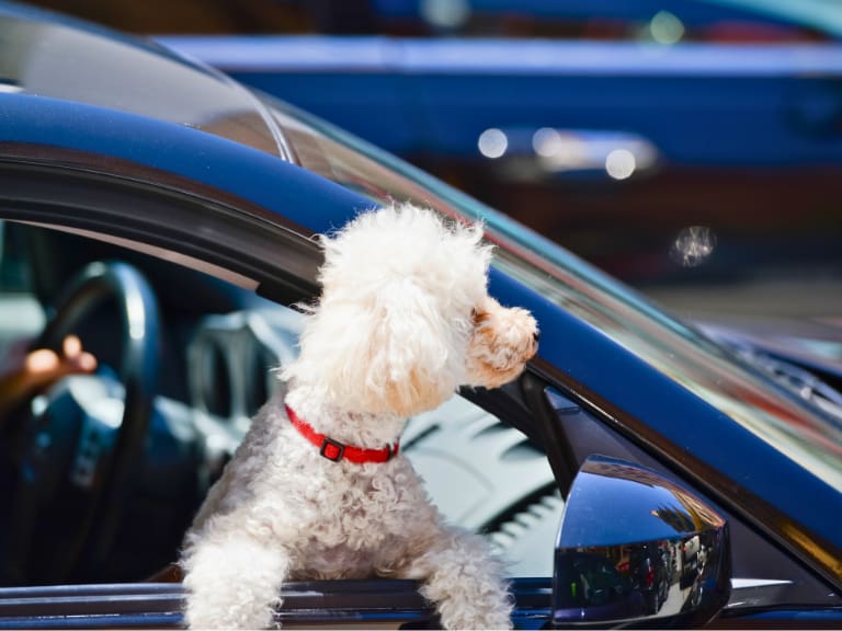 ¿Me pueden multar por llevar mascotas en el auto? Esto dice la ley en Chile