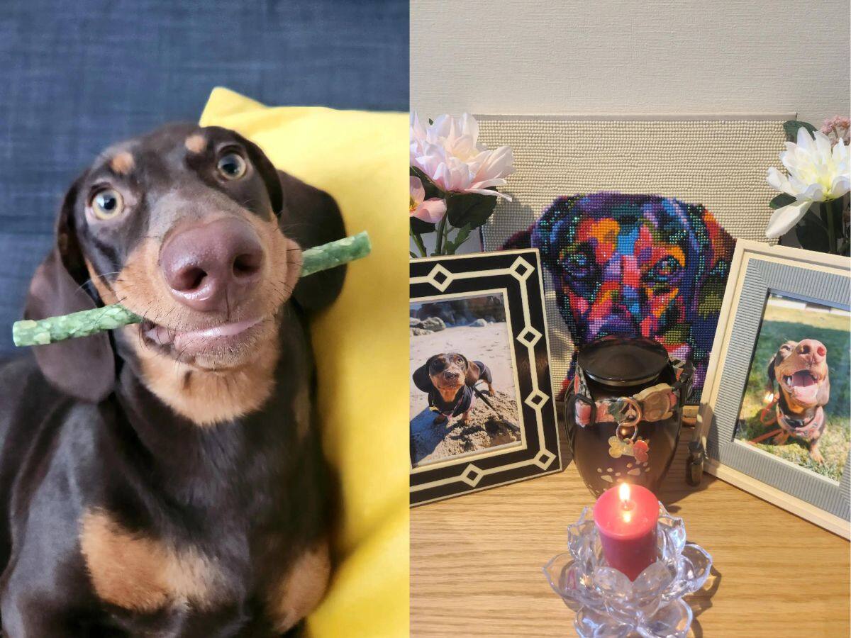 Denuncian negligencia en clínica de Sebastián ‘Lindorfo’ Jiménez tras muerte de perrita por esterilización