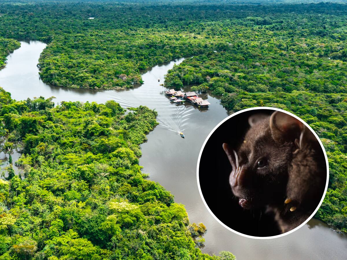 Incluyendo un ratón anfibio: 27 nuevas especies de animales descubiertas en el Amazonas peruano