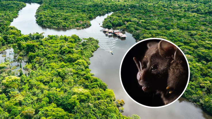 Incluyendo un ratón anfibio: 27 nuevas especies de animales descubiertas en el Amazonas peruano