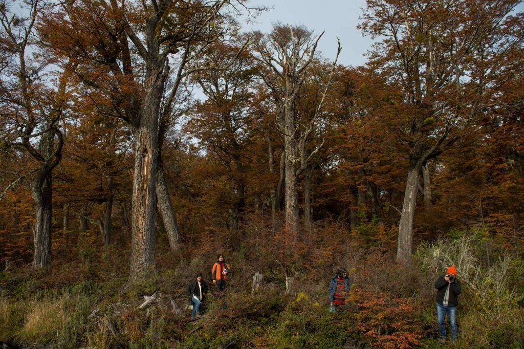 Tourists walk through Omora Park  in Puerto Williams, the southernmost town in Chile, located in the region of Magallanes, 2,400 kilometres south of Santiago on April 22, 2017. The Omora ethnobotanical park, is the biocultural research center of Cape Horn Biosphere Reserve. More than 1,000 species of mosses and lichens are protected in these archipelagos and at least fifty percent of them are endemic to the sub-antarctic region. "Tourism with a hand-lens" is the observation of these extremely delicate "miniature forests", an activity that along the seasons of the year offers complementary aesthetic and naturalist perspective for the appreciation of this peculiar ecosystem. / AFP PHOTO / Martin BERNETTI        (Photo credit should read MARTIN BERNETTI/AFP via Getty Images)
