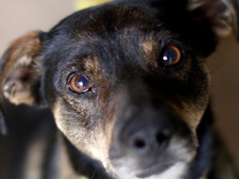 Cuánto cuesta registrar a tu mascota y cumplir con la Ley Cholito