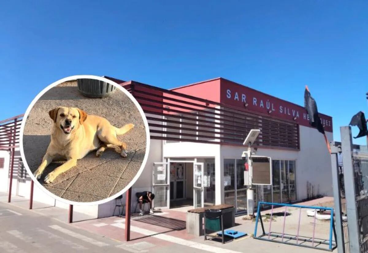 Amor incondicional: perro esperó a su dueño por semanas afuera del CESFAM sin saber que había muerto
