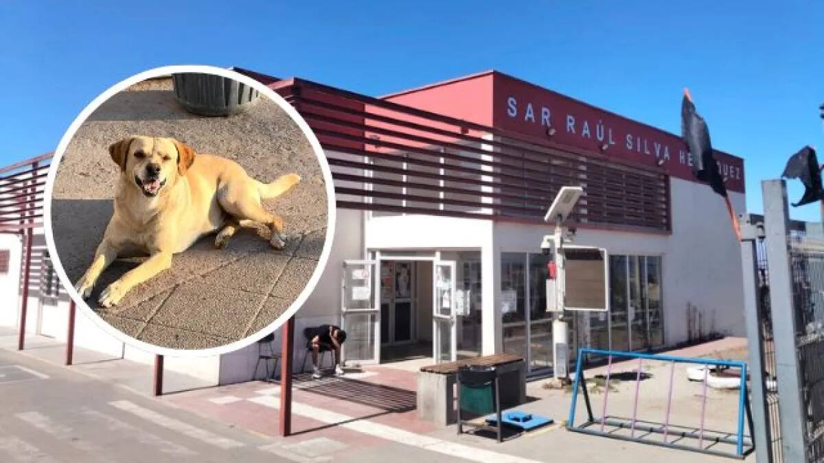 Amor incondicional de Hachi: perro esperó a su dueño por semanas afuera del CESFAM sin saber que había muerto