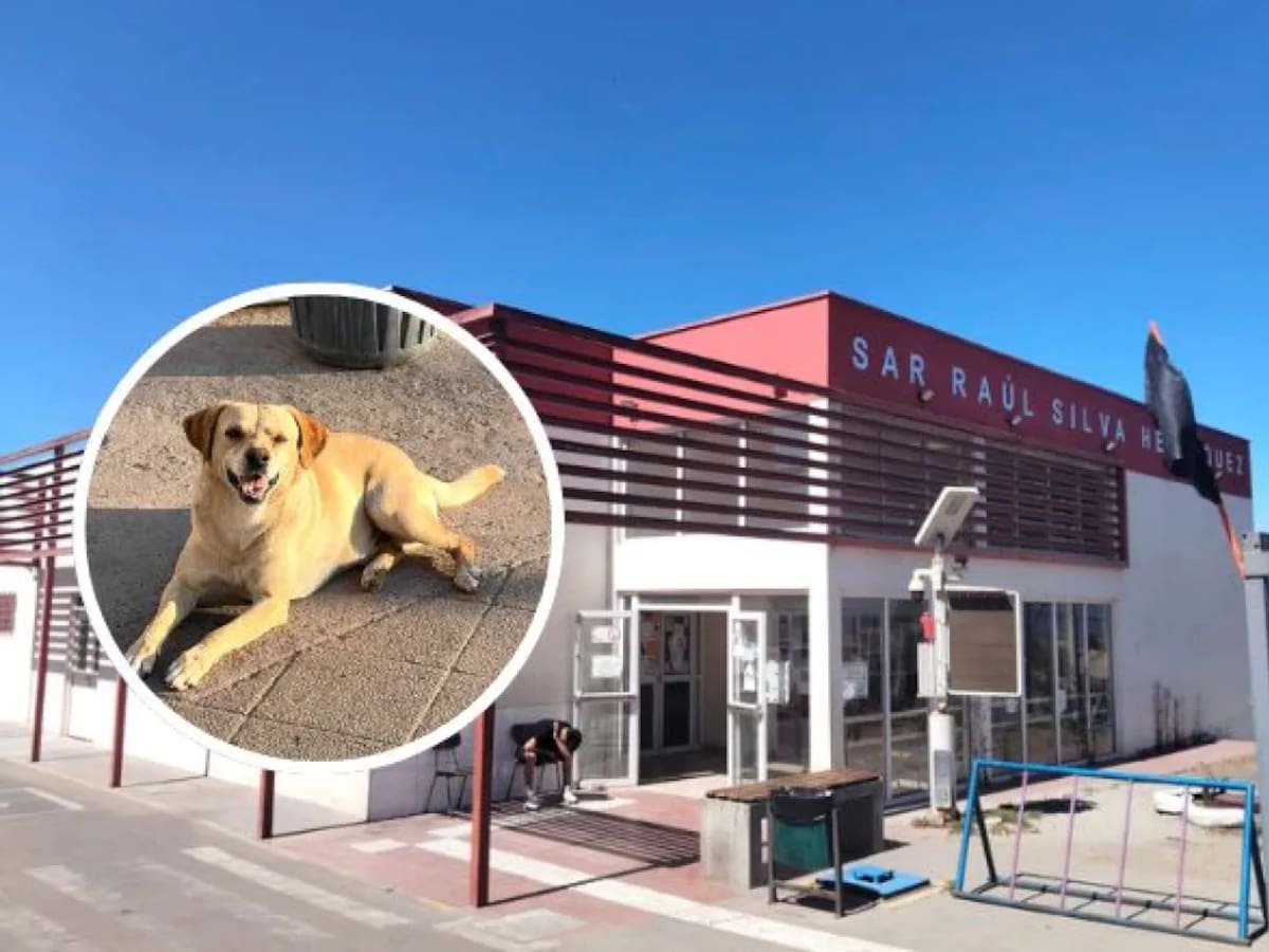 Amor incondicional de Hachi: perro esperó a su dueño por semanas afuera del CESFAM sin saber que había muerto