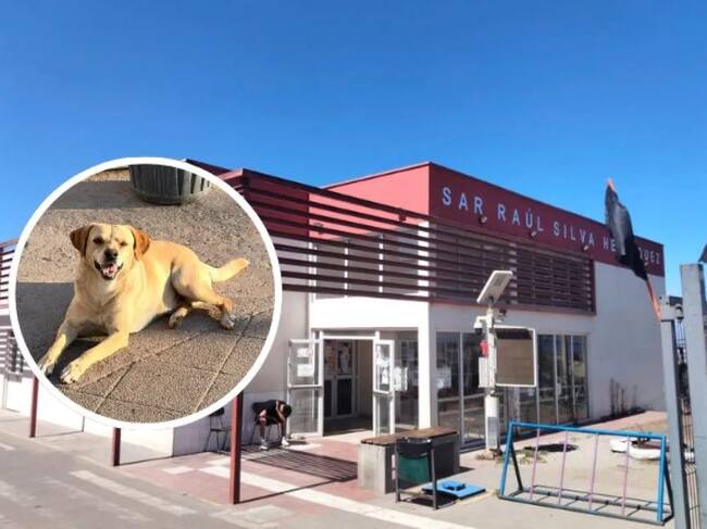 Amor incondicional: perro esperó a su dueño por semanas afuera del CESFAM sin saber que había muerto