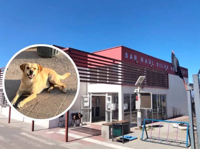 Amor incondicional: perro esperó a su dueño por semanas afuera del CESFAM sin saber que había muerto