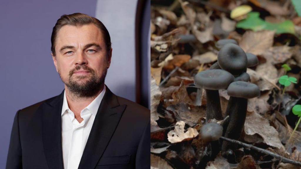 Leonardo DiCaprio celebra hallazgo de hongo endémico en Chile que se creía extinto