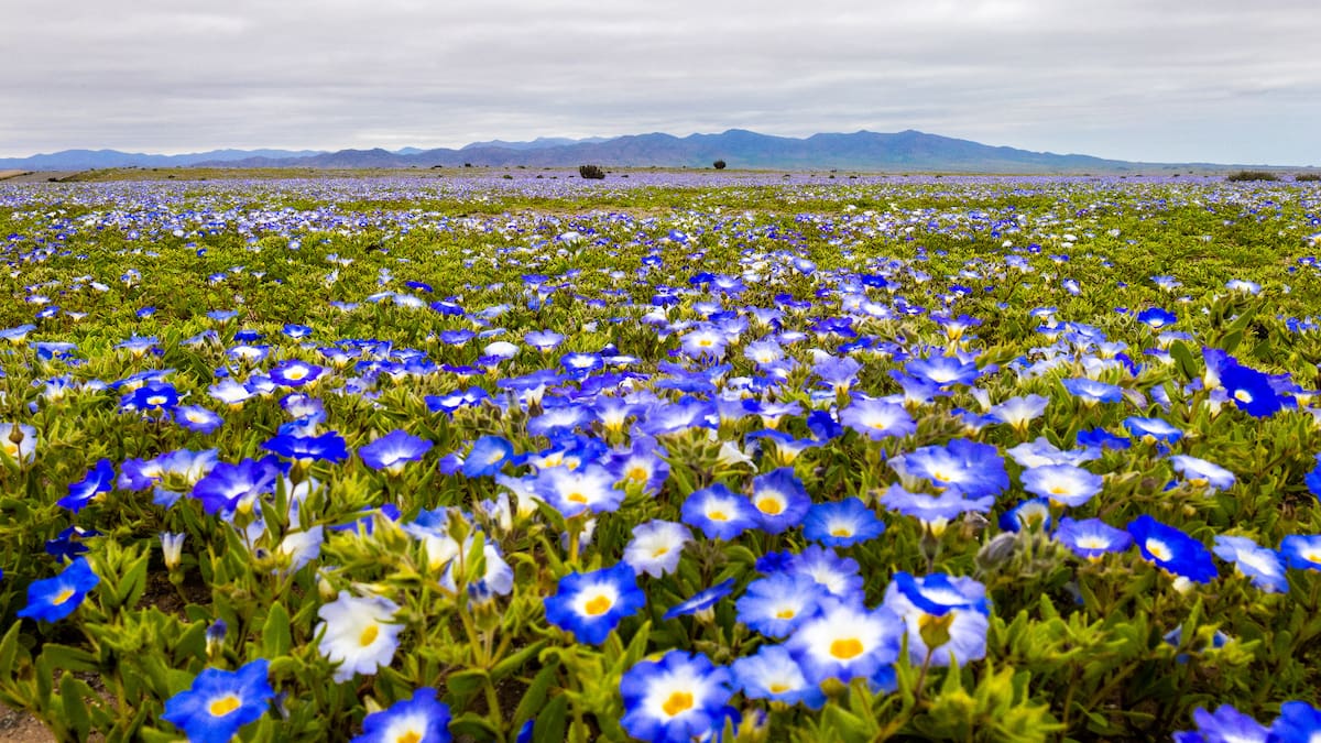 El Desierto Florido comienza a despertar: las primeras imágenes que anticipan una floración histórica en Atacama
