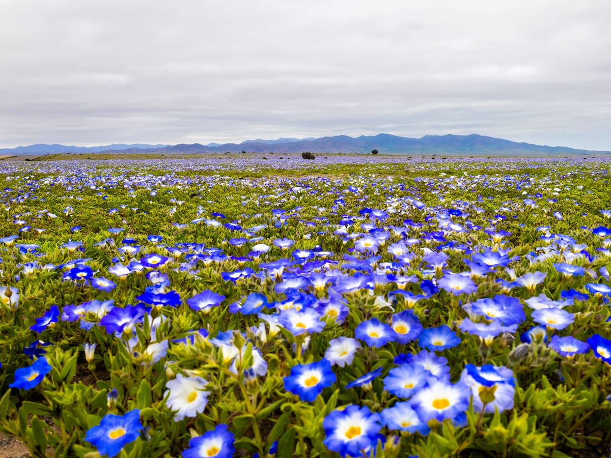 El Desierto Florido comienza a despertar: las primeras imágenes que anticipan una floración histórica en Atacama