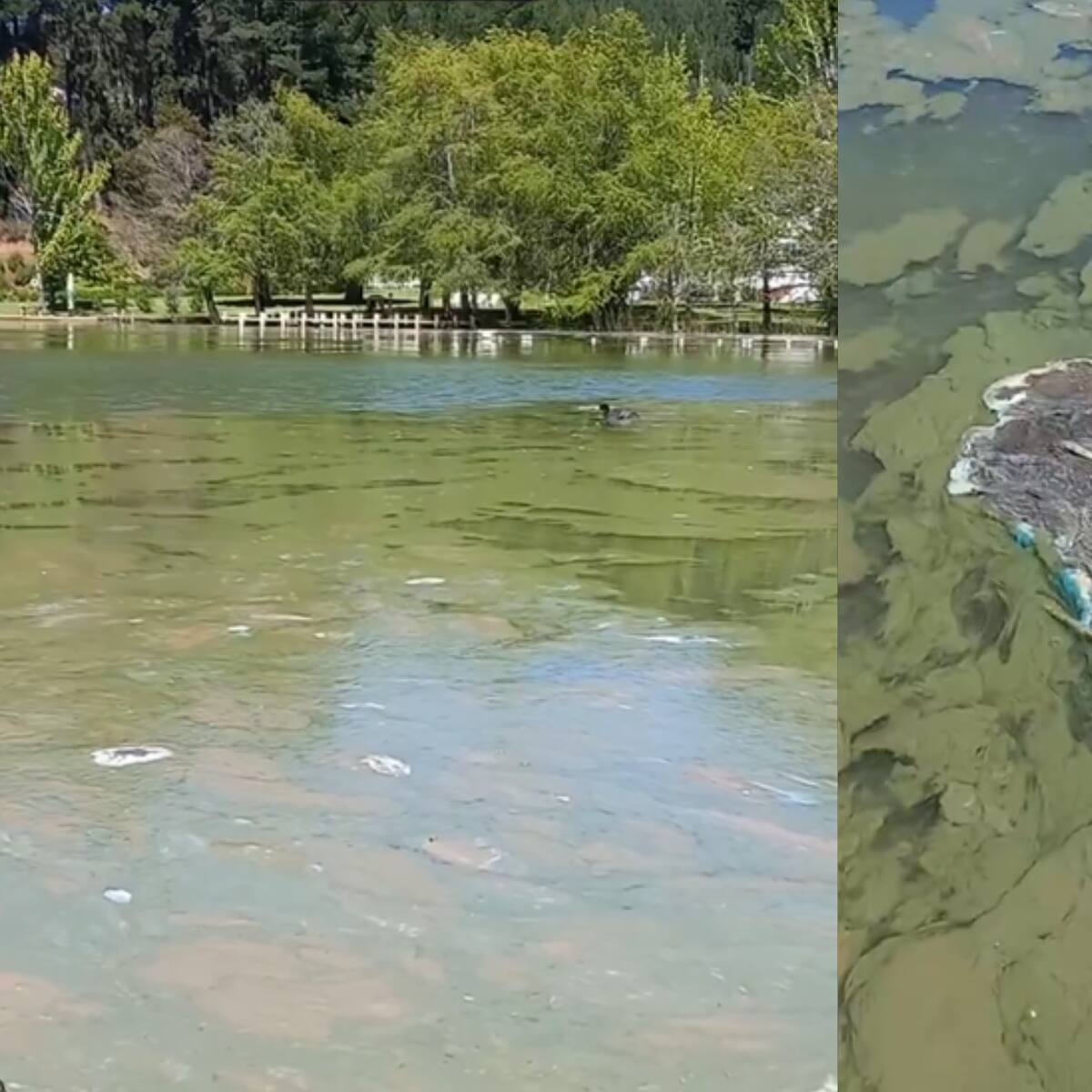 Contaminación en el Lago Vichuquén: prohibición de acercarse, muerte de 11 mascotas y comisión del Senado sesionará en terreno