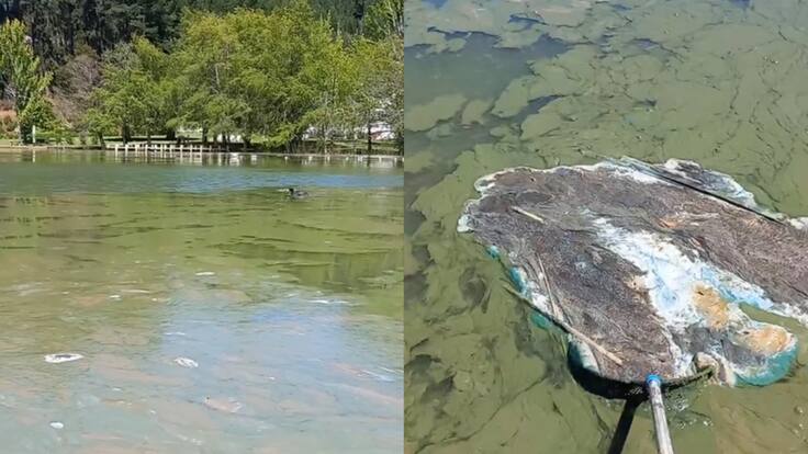 Contaminación en el Lago Vichuquén: prohibición de acercarse, muerte de 11 mascotas y comisión del Senado sesionará en terreno