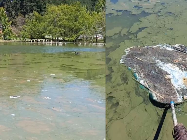 Contaminación en el Lago Vichuquén: prohibición de acercarse, muerte de 11 mascotas y comisión del Senado sesionará en terreno