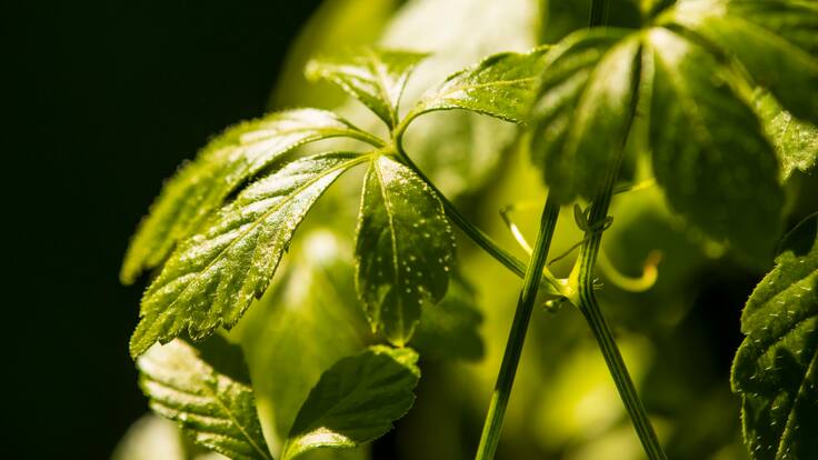 La “hierba de la inmortalidad”: Es más beneficiosa que el té verde y poco conocida