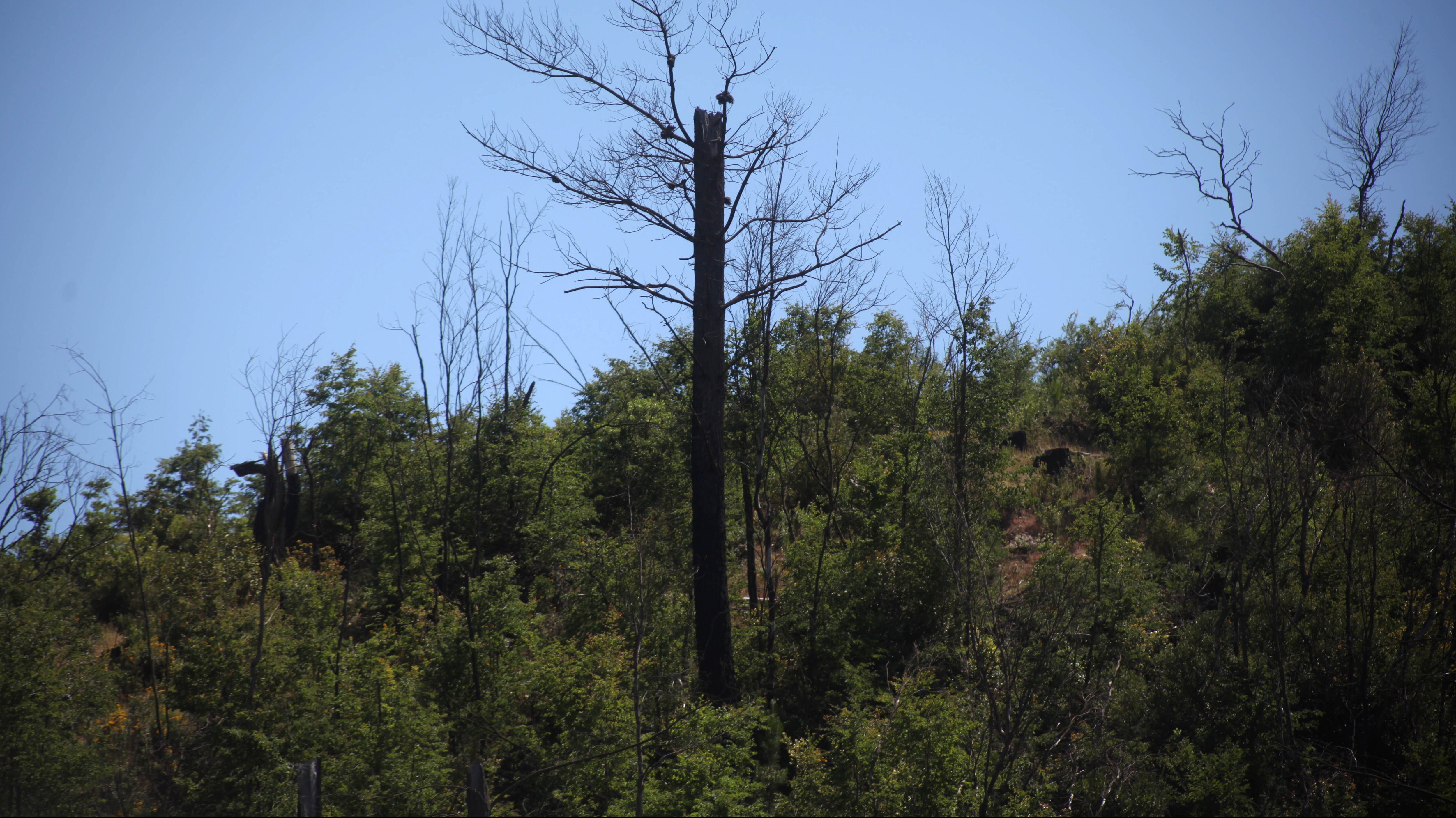 Bosque nativo