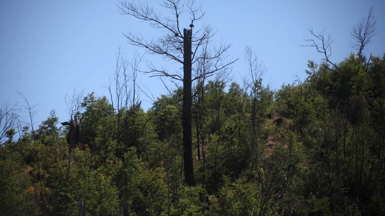 Bosque nativo