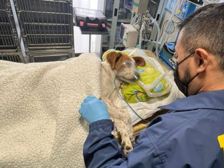 Perro fue atacado con arma blanca en Puente Alto: PDI investiga maltrato animal