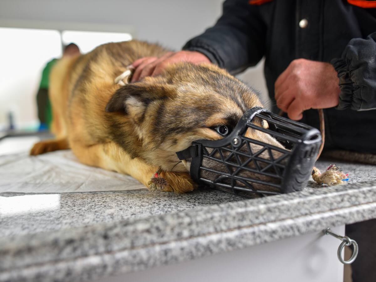 Detienen a mujer por maltrato animal en peluquería canina: fue grabada por un colega