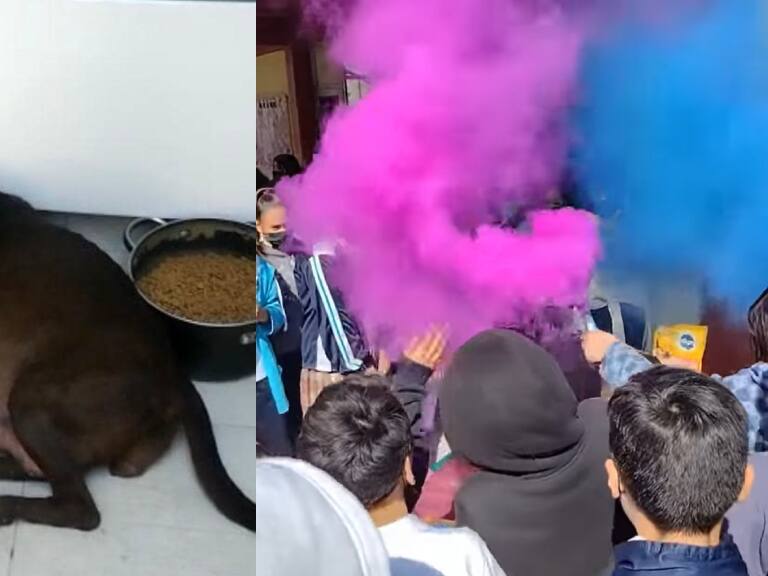 Alta ternura: estudiantes adoptan a perrita embarazada y organizan baby shower en su honor