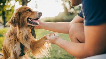 ¿Lo sabías? Estudio revela que perros huelen el estrés humano y eso altera su comportamiento