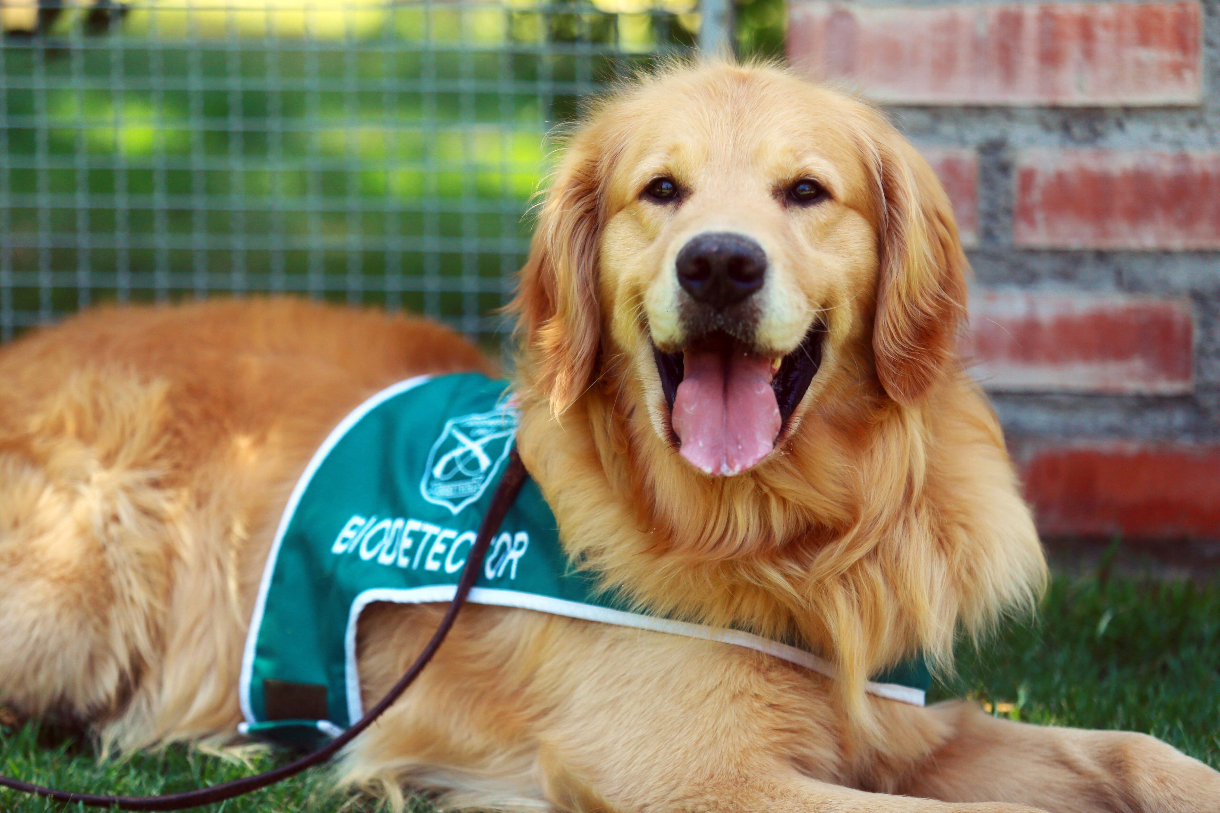 Perro de Carabineros