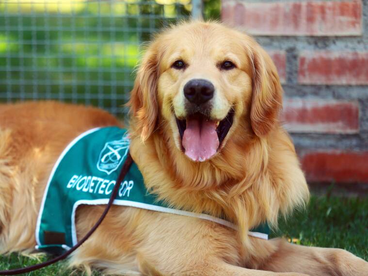 Perro de Carabineros