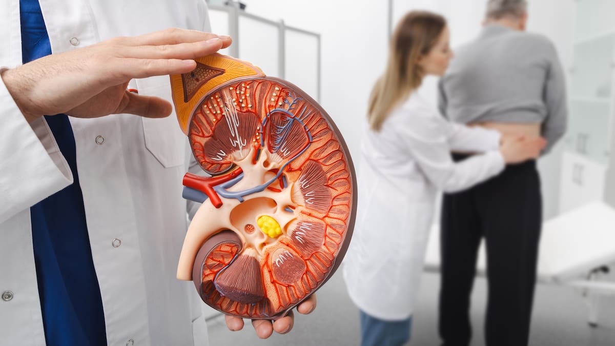 No importa el tipo de sangre: científicos crean el primer “riñón universal” transplantable a cualquier paciente