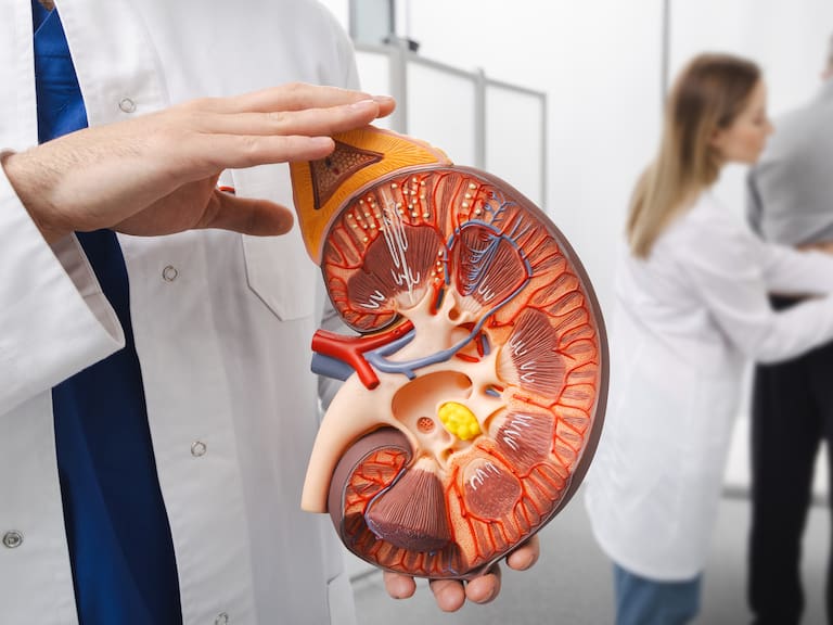 No importa el tipo de sangre: científicos crean el primer “riñón universal” transplantable a cualquier paciente