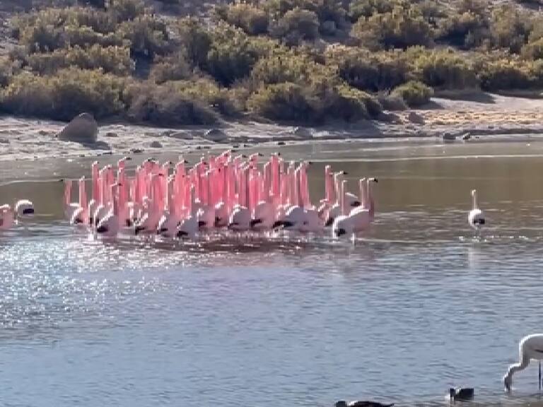 ¿Qué representa el baile de los flamencos que se viralizó en el norte de Chile?