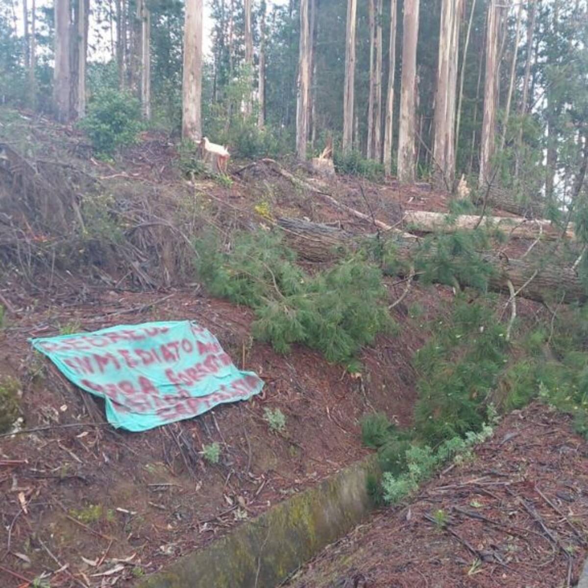 Desconocidos derriban árbol en ruta de Lebu: lienzo hallado en el lugar exige regreso de presos mapuche a cárcel local