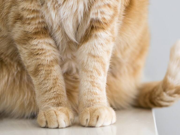 SAG inició investigación a empresa de alimentos para gatos tras denuncia en redes sociales