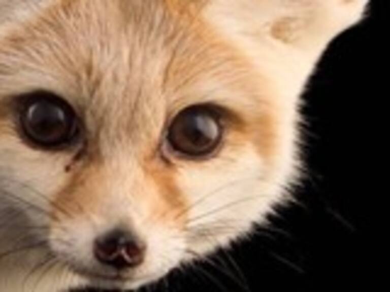 «Photo Ark»: El proyecto que retrata especies en peligro de extinción