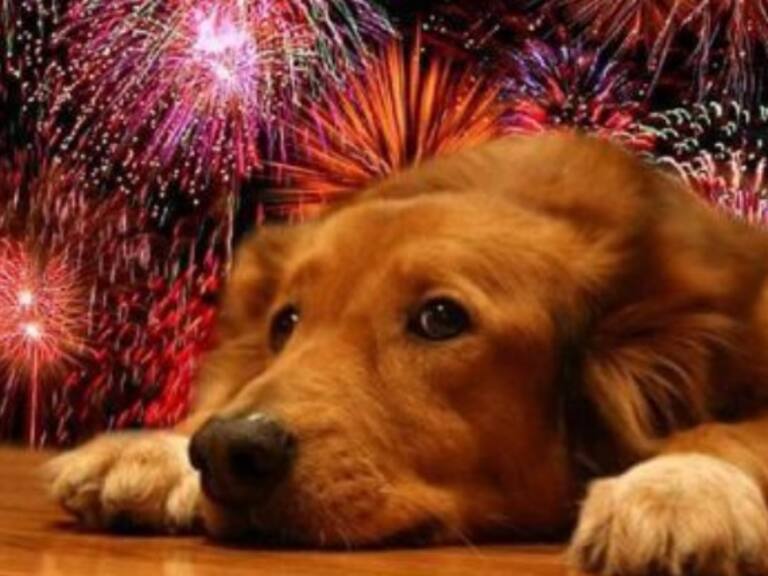 Crear una zona de confort será crucial: Experta entrega 4 recomendaciones para proteger a los perros del impacto de los fuegos artificiales