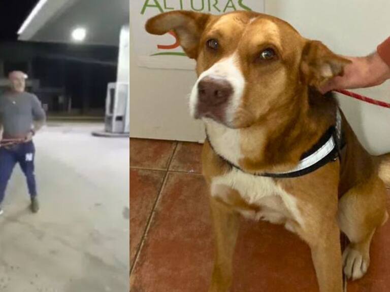Tras aparecer en buen estado: perro agredido con honda en Villa Alemana busca un nuevo hogar