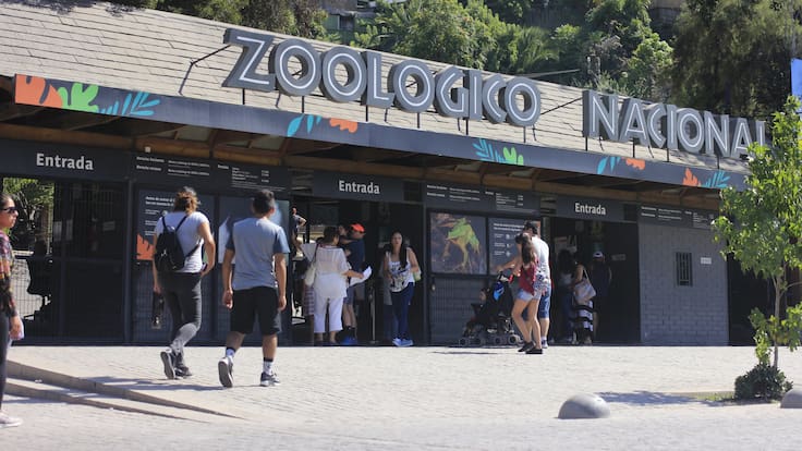Evacúan Zoológico Nacional tras caída de árbol en recinto de los chimpancés