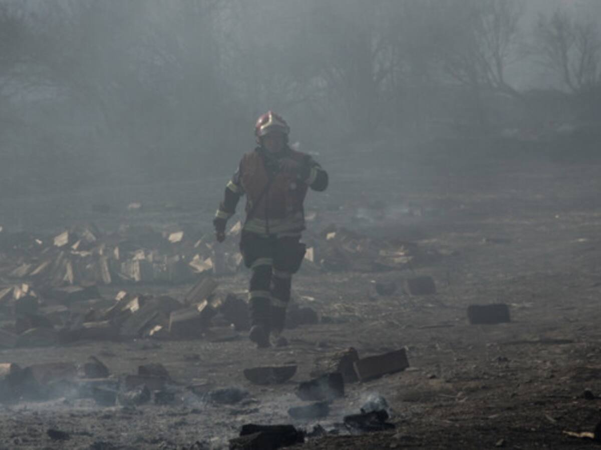 Incendios entre el Maule y Los Ríos dejan más de cuatro mil animales muertos