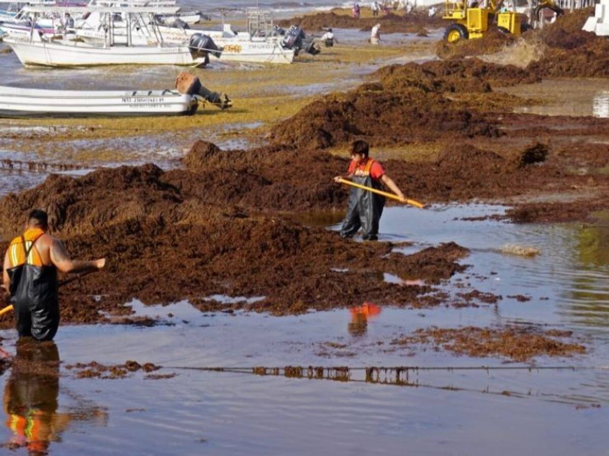 El sargazo imparable: una masa de 10 millones de toneladas que avanza hacia México y Estados Unidos