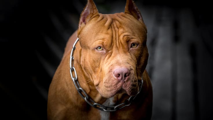 Mujer pierde ambos brazos y piernas tras brutal ataque de perro mientras paseaba en bicicleta