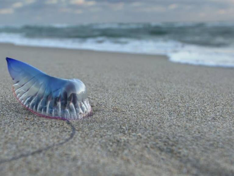 Por presencia de fragata portuguesa: Seremi de Salud prohíbe el baño en tres playas de la región de Valparaíso