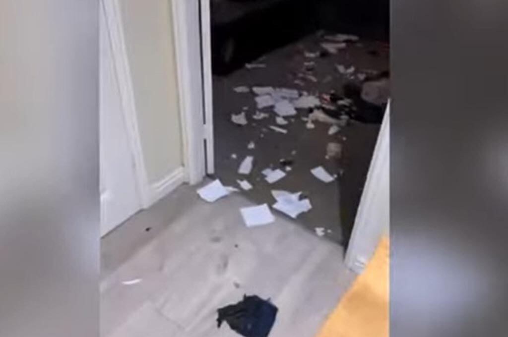 Video viral de perros