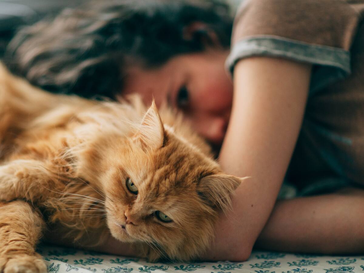 Felinos podrían contraer Covid-19 pero no contagiarían a seres humanos