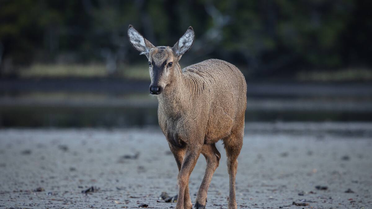 Histórico rescate de especie chilena en peligro de extinción: liberan al primer huemul rehabilitado en Aysén