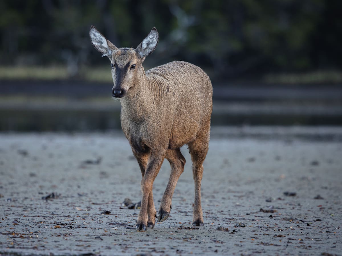 Histórico rescate de especie chilena en peligro de extinción: liberan al primer huemul rehabilitado en Aysén