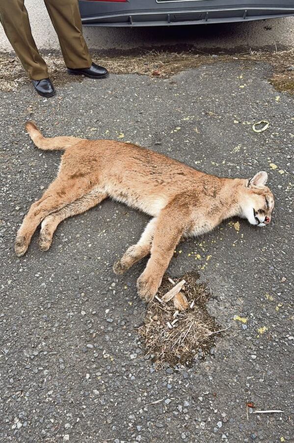 Puma juvenil muere atropellado en Ruta 5 Sur