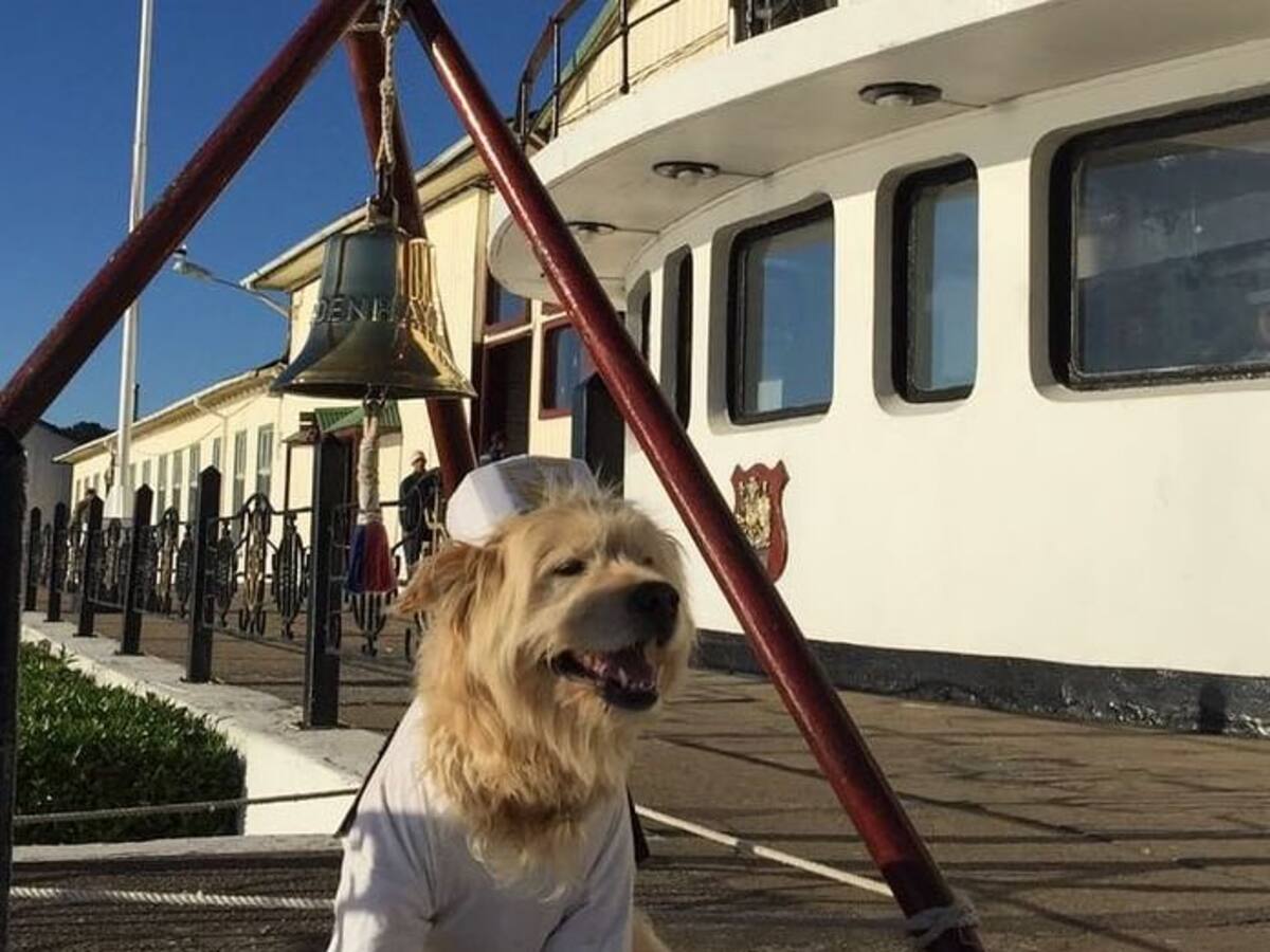 “Parte fundamental de nuestra historia...”: Escuela de grumetes hace emotiva ceremonia para despedir al perrito “Chasca”