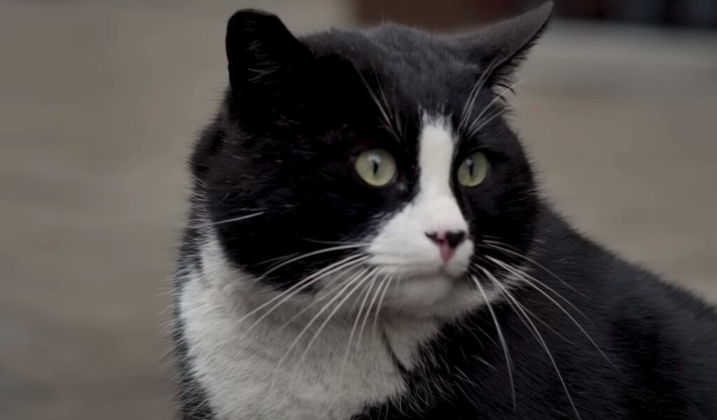 Gacek, el gato más famoso de Polonia