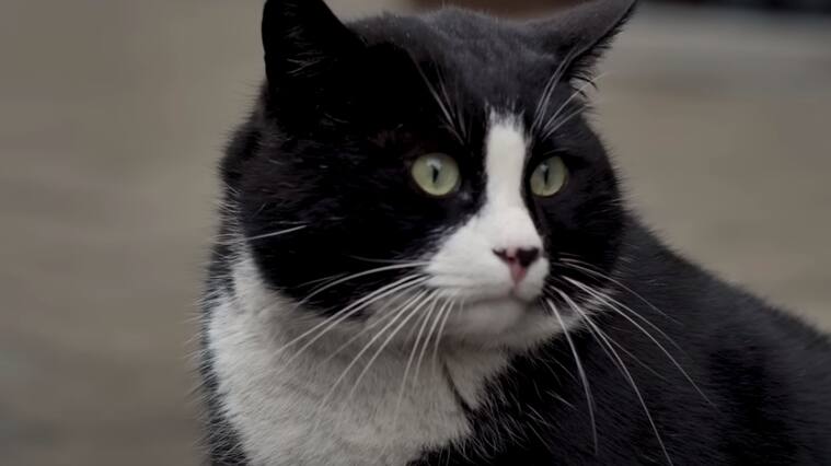 Gacek, el gato más famoso de Polonia
